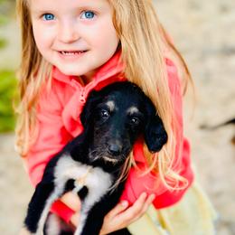 Black and tan male 1 - Black and tan male Afghan Hound puppy in Carlisle, Pennsylvania from Winterberry Afghan Hounds