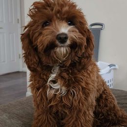 Maple - Cockapoo