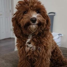 Maple - Cockapoo