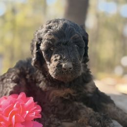 Merry - Phantom female Poodle puppy in Poplarville, Mississippi from Southern Belle Poodles