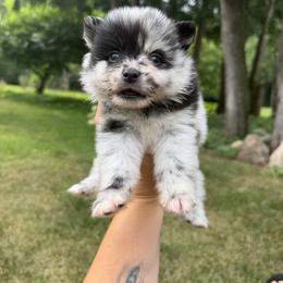 Right eye patch-ash - Merle male Pomsky puppy in Kingston, Michigan from Browns Pomskys