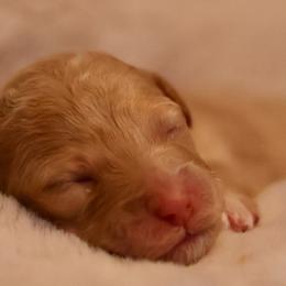 Pearl - Apricot female Goldendoodle puppy in Forney, Texas from Diamond Doodle Pups and Poodles