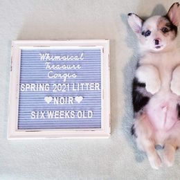 American Corgi and Pembroke Welsh Corgi Puppies from Whimsical Treasure Corgis