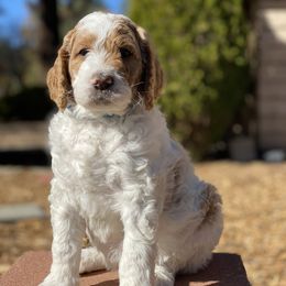 Goldendoodle Puppies from Willow Tree Goldendoodles