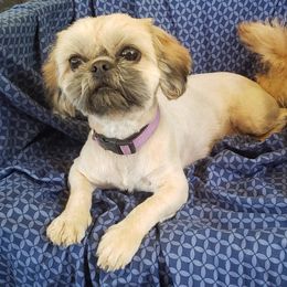 Zita - Shih Tzu