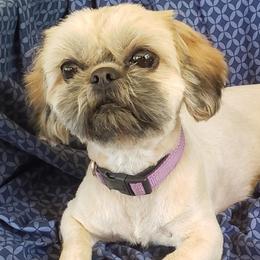 Zita - Shih Tzu