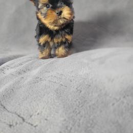 Hunk - Black and gold male Yorkshire Terrier puppy in Middleton, Idaho from Rocky Mountain Yorkies