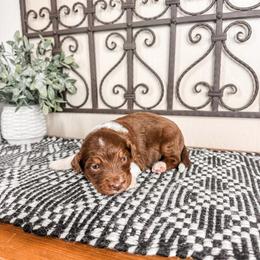 Neptune - Brown and white male Aussiedoodle puppy in Beaver, Utah from Rocky Ridge Ranch