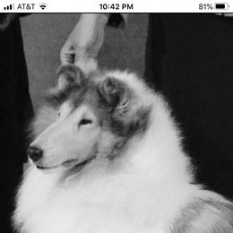 Collie All Grown Up from Deb Smith