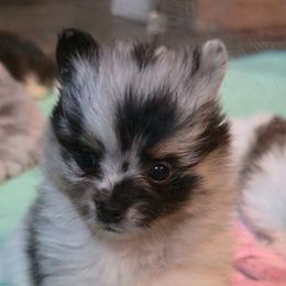Chaos - Blue merle male Pomeranian puppy in Pickton, Texas from Mandy's Precious Poms