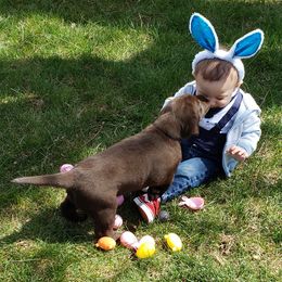 "I Love you Human Bunny 2022" Labrador Retriever Puppies from Rick's Retrievers