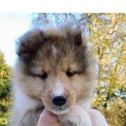 Dalmatian and Shetland Sheepdog Puppies from Karmayne Kennels