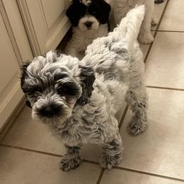 Encore - Black and chalk female Australian Labradoodle puppy in Denton, Texas from Dignity Labradoodles