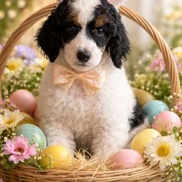 Burt - Parti male Poodle puppy in Waco, Texas from Poodle Paradise