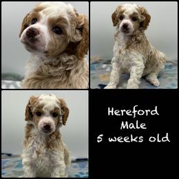 Hereford - Parti male Poodle puppy in Grass Valley, California from Sapphire Ridge Poodles