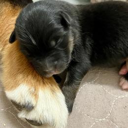 Black girl - Black tri-color female Australian Shepherd puppy in Cotati, California from Tried and True Aussies