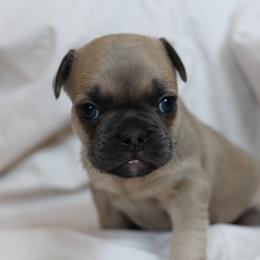 Peter Parker - Fawn male French Bulldog puppy in Phoenix, Arizona from Little Loaf Frenchie