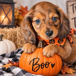 Mr. Green-2800 - Dapple male Dachshund puppy in Sparr, Florida from From the Heart Doxies