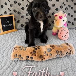 Faith - Black female Sheepadoodle puppy in Glen Rose, Texas from Clevenger’s Sheepadoodle Fur Baby Farm