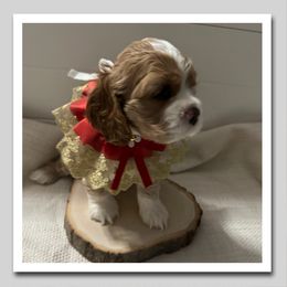 Wednesday - Buff and white female Cocker Spaniel puppy in Texarkana, Texas from K&M Cocker Spaniels