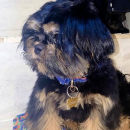 Cooper - Shih Tzu