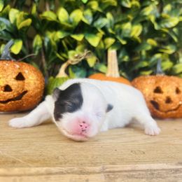 Harvest - Black parti male Pomeranian puppy in Buck Valley, Pennsylvania from Buck Valley Pomeranians