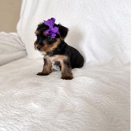 Yorkshire Terrier Puppies from TheDogHouse