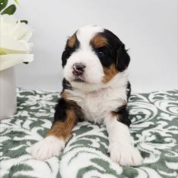 Trixie - Tri-color female Bernedoodle puppy in Granton, Wisconsin from Rose River Farms