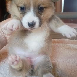 Elsa - Fawn female Pembroke Welsh Corgi puppy in Checotah, Oklahoma from Skoal Creek Corgi's