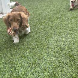 Dachshunds from Doxiequad