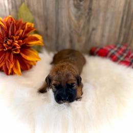 Cindy Lou - Brown female Whoodle puppy in Merritt, Michigan from Genesis Family Farm