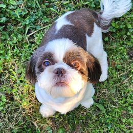 Salem - Shih Tzu