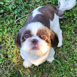 Salem - Shih Tzu