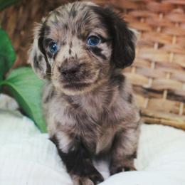 Maroon - Dapple male Dachshund puppy in Allons, Tennessee from Amber's Flock Homestead