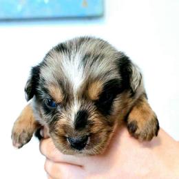 Blake - Black tri male Miniature Australian Shepherd puppy in Punta Gorda, Florida from Christie's Creekside Aussies