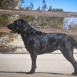 Midnight - Labrador Retriever