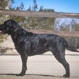 Midnight - Labrador Retriever