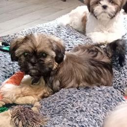 Rosie - Brindle female Shih Tzu puppy in Grand Prairie, Texas from R&R Shih-Tzus & Stud Services