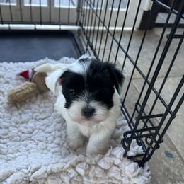 Golden Retriever and Havanese Puppies from Liberty LionsWatch