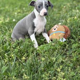 Boy 3 - Blue male Italian Greyhound puppy in Sugar Valley, Georgia from Pinnacle Farm and Kennel