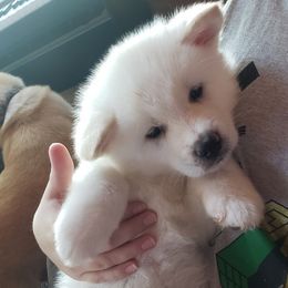 Akita from Bella and Beast Pups