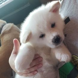 Akita from Bella and Beast Pups