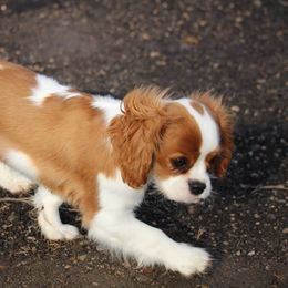 Cavalier King Charles Spaniel Puppies from Blueberry Hill Cavaliers