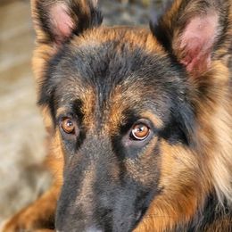 German Shepherds from Cairn's Shepherds