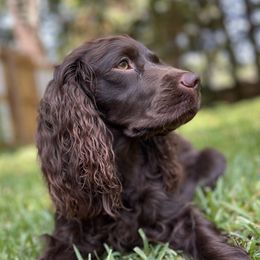 Kenzi - Boykin Spaniel
