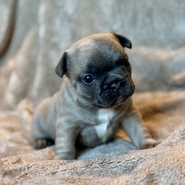 Chip - Blue fawn male French Bulldog puppy in Malad, Idaho from Kellysbulldogs