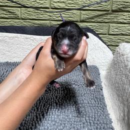 Grape - Tri-color female Bernedoodle puppy in Carmichaels, Pennsylvania from JensenBelle Doodles