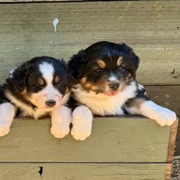 Australian Shepherd Puppies from Whinny Hill