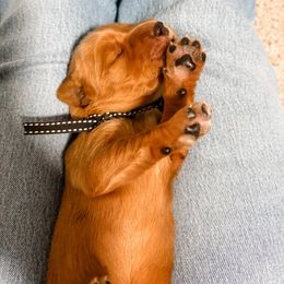 Black collar - Dark golden female Golden Retriever puppy in Lehi, Utah from Open Star Goldens