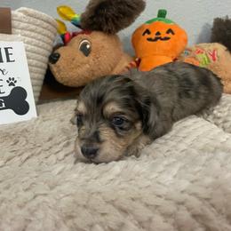 Rose     Pet only - Dapple female Dachshund puppy in Bullard, Texas from Mimidachs of Texas